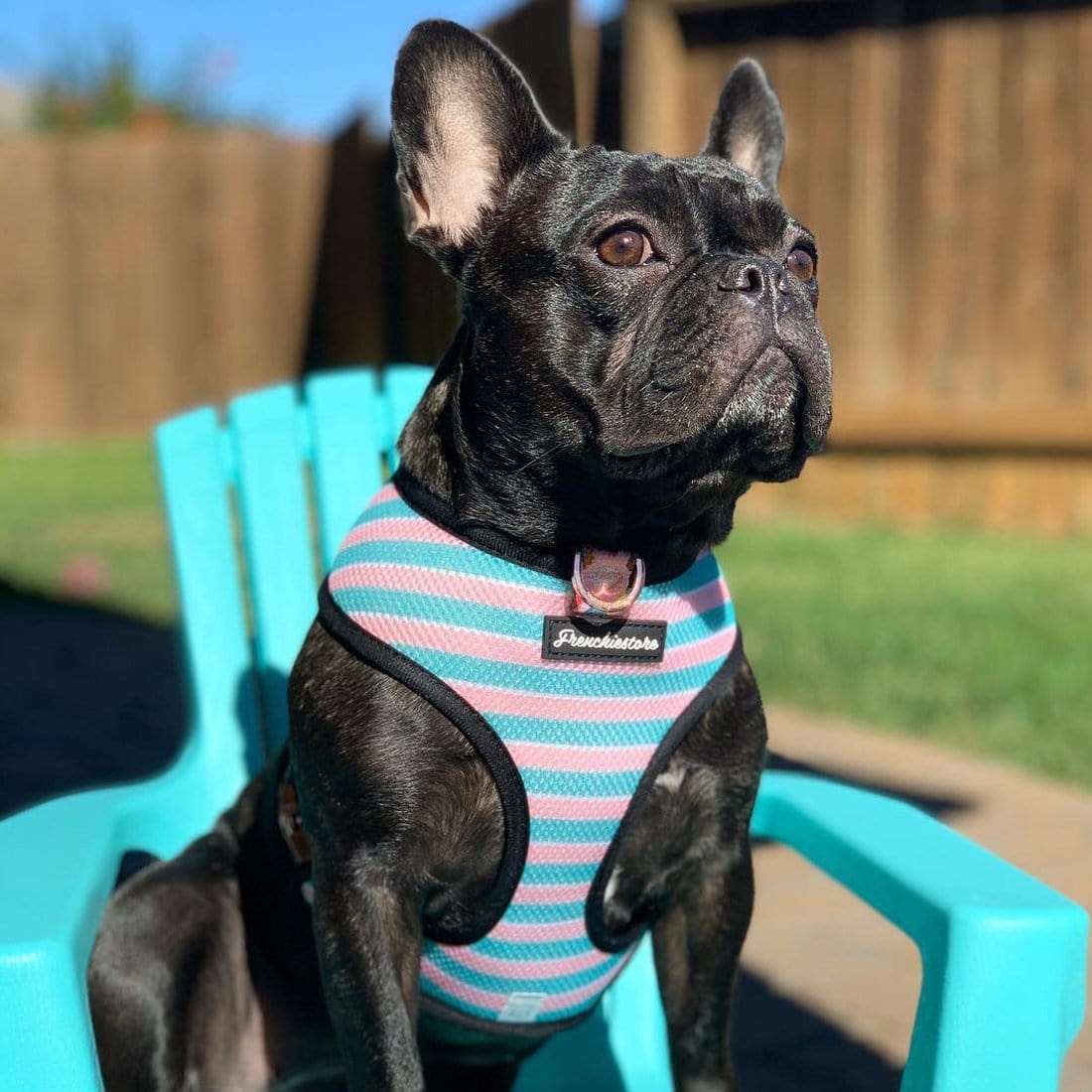 Black French Bulldog wearing Pink and Blue Stripes Dog Health Harness