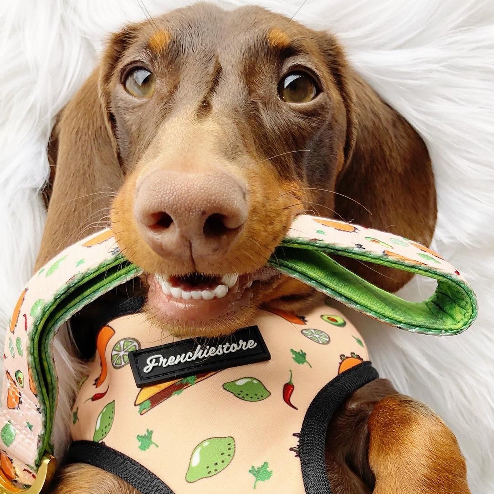 Dachshund Dog Breed – All You Need to Know
