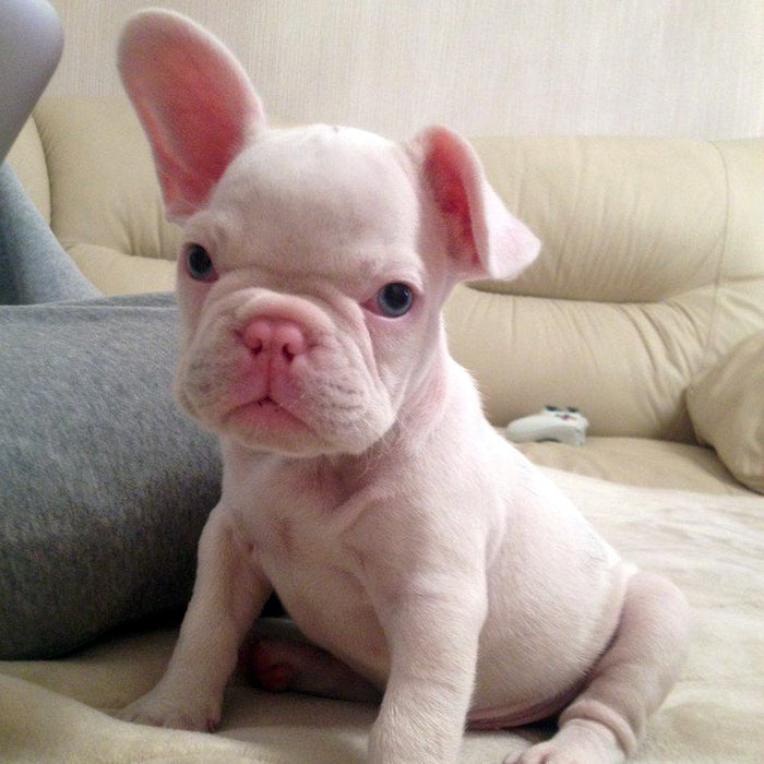 Albinism In French Bulldogs