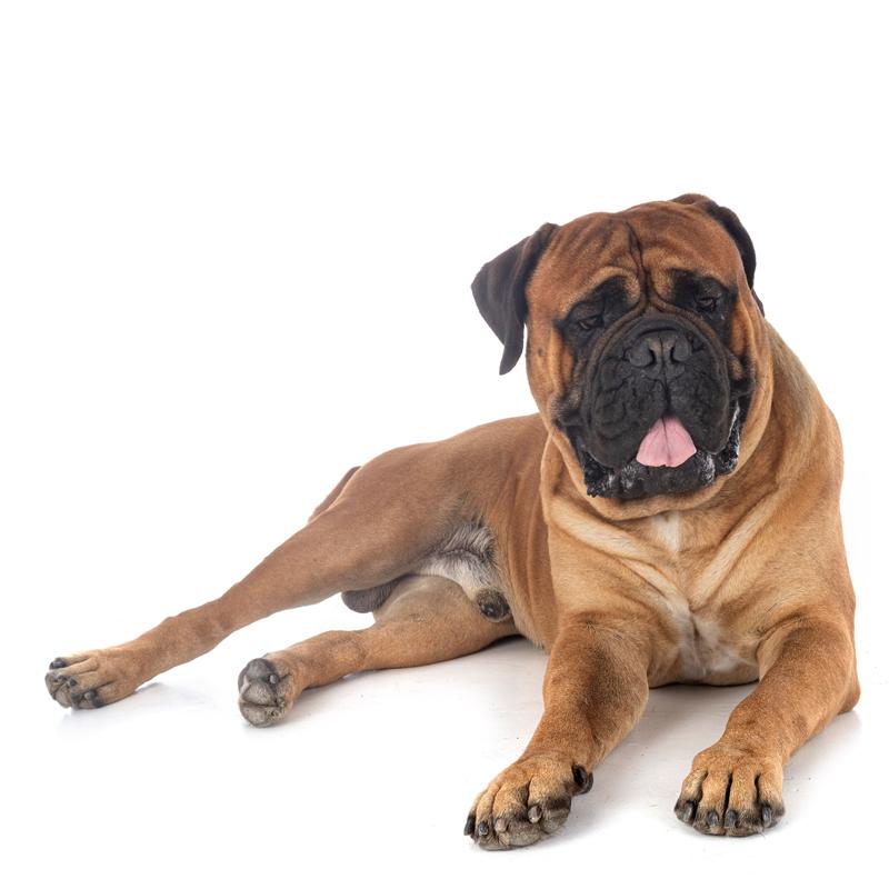 Should You Use CBD Oil for Dog Arthritis in 2020?
