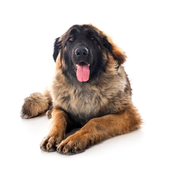 Essential Things You Need Before Getting a Dog