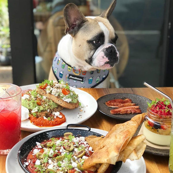 Dog friendly restaurants around the world