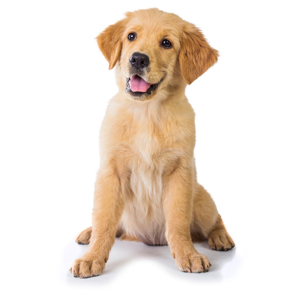Expert Cleaning Tips for First-Time Pet Owners