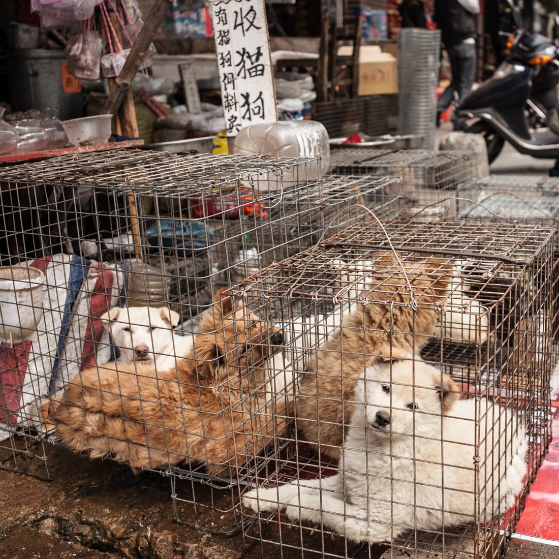 dog Meat market china dogs in cages