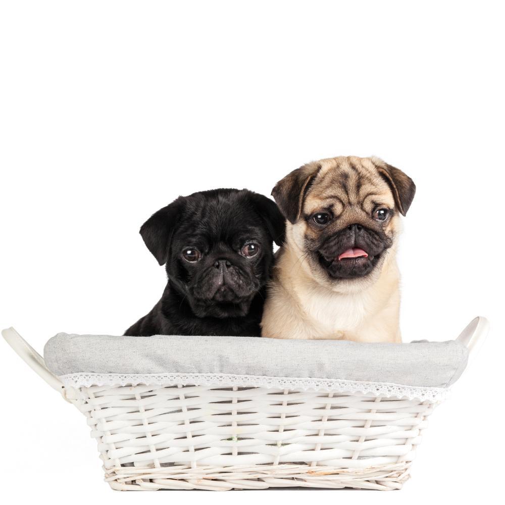 Should I get a male or female Pug?