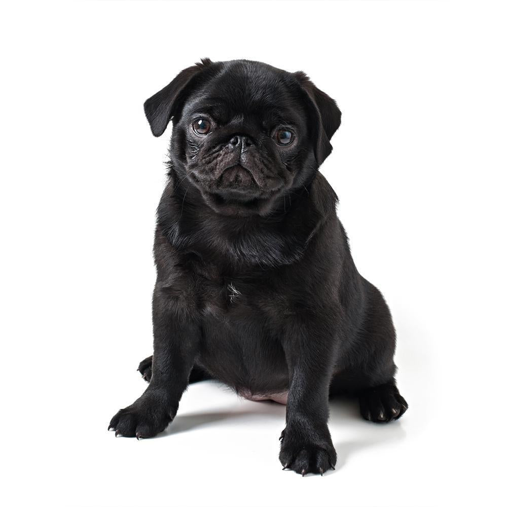 How to houseproof for a new Pug puppy