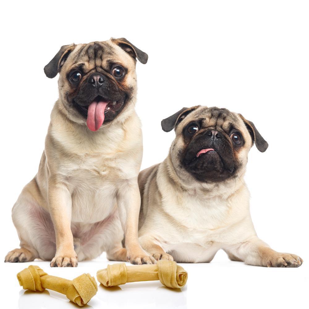 Are Rawhide Chews Dangerous for Pugs?
