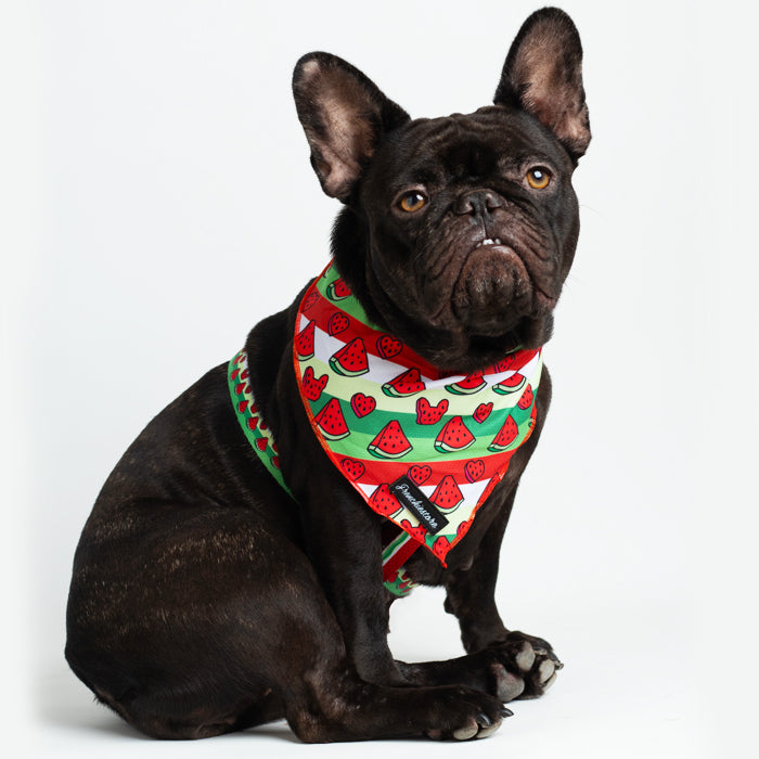 Anesthesia In French Bulldogs