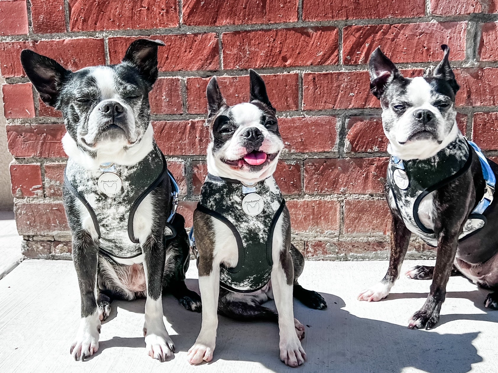 Frenchiestore Reversible Dog Health Harness | Inked, Frenchie Dog, French Bulldog pet products