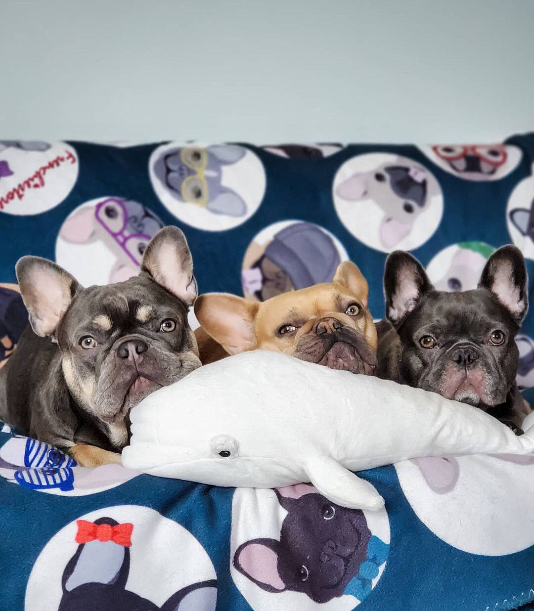 Frenchie Blanket | Frenchiestore | French Bulldogs Blue Polka Dots, Frenchie Dog, French Bulldog pet products