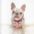 Frenchiestore Dog Cooling Bandana | Blushed, Frenchie Dog, French Bulldog pet products