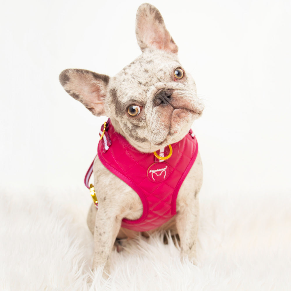 Frenchiestore Neck Adjustable Vegan Leather Health Harness | Beet Varsity, Frenchie Dog, French Bulldog pet products