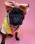 Frenchiestore Pet Head Bow | Tan, Frenchie Dog, French Bulldog pet products