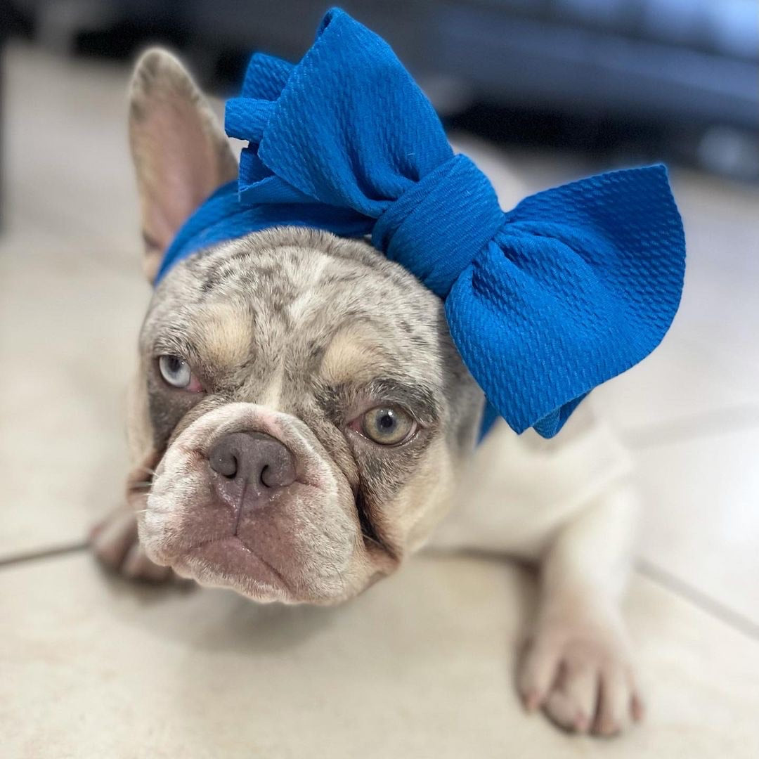 Frenchiestore Pet Head Bow | Blue, Frenchie Dog, French Bulldog pet products