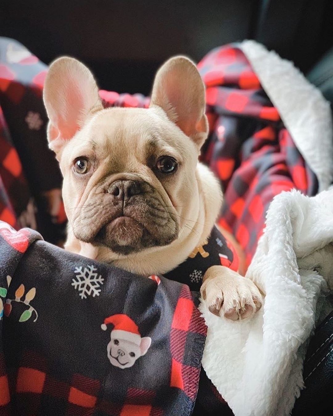 Frenchie Blanket | Frenchiestore | French Bulldog's Christmas, Frenchie Dog, French Bulldog pet products