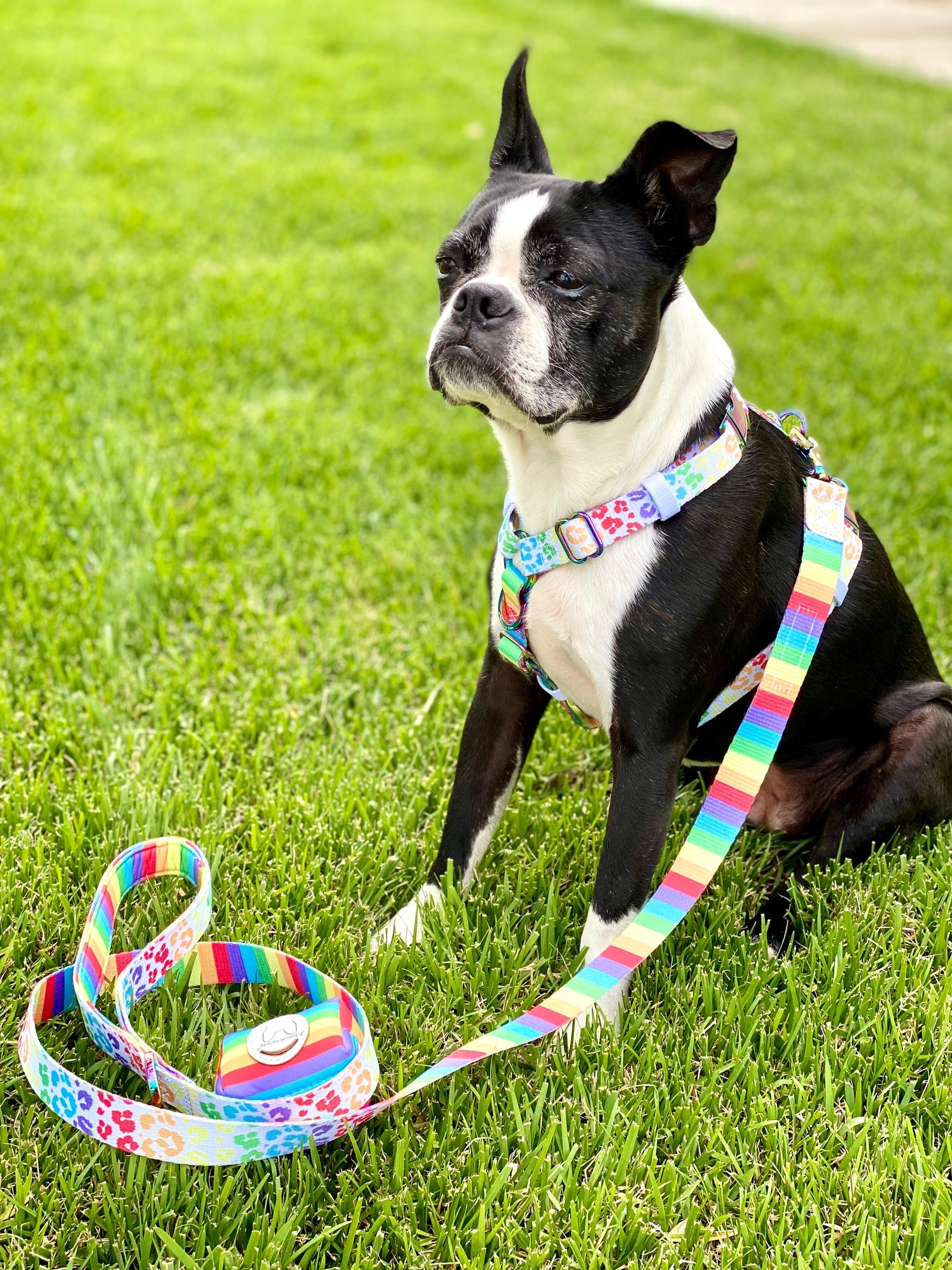 Frenchiestore Adjustable Pet Health Strap Harness | Pride, Frenchie Dog, French Bulldog pet products