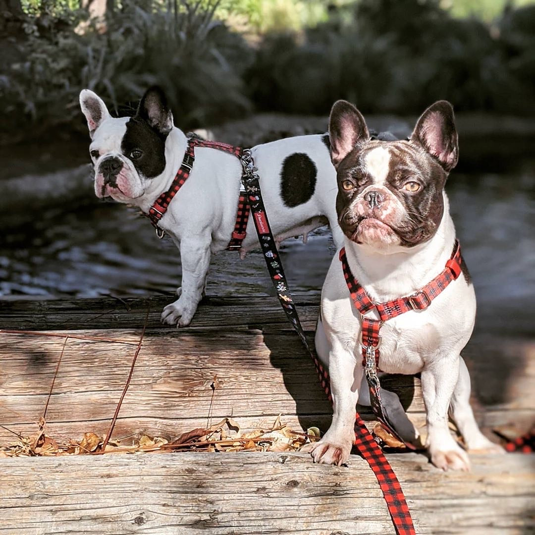 Frenchiestore Adjustable Pet Health Strap Harness | Red Buffalo Plaid, Frenchie Dog, French Bulldog pet products