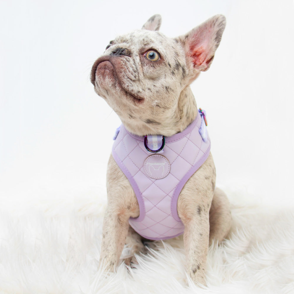 Frenchiestore Neck Adjustable Vegan Leather Health Harness | Lavender/ Lilac Varsity, Frenchie Dog, French Bulldog pet products