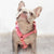 Adjustable Pet Health Strap Harness | Blushed, Frenchie Dog, French Bulldog pet products