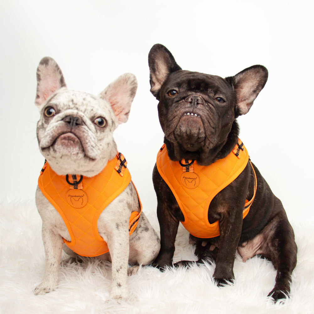 Frenchiestore Neck Adjustable Vegan Leather Health Harness | Orange Pumpkin Varsity, Frenchie Dog, French Bulldog pet products