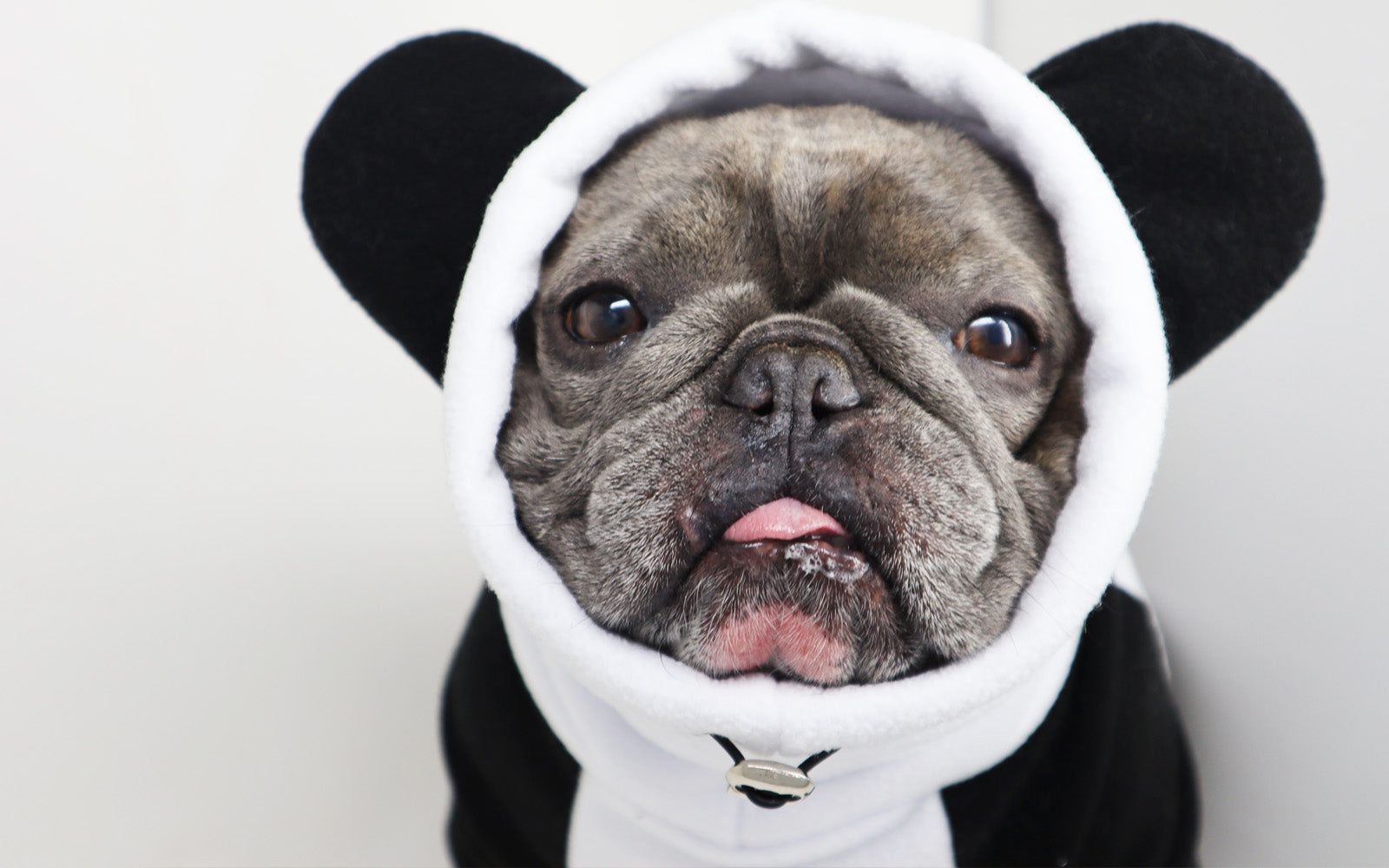 Frenchiestore Organic Dog Frenchie Ear hoodie | Panda Bear, Frenchie Dog, French Bulldog pet products