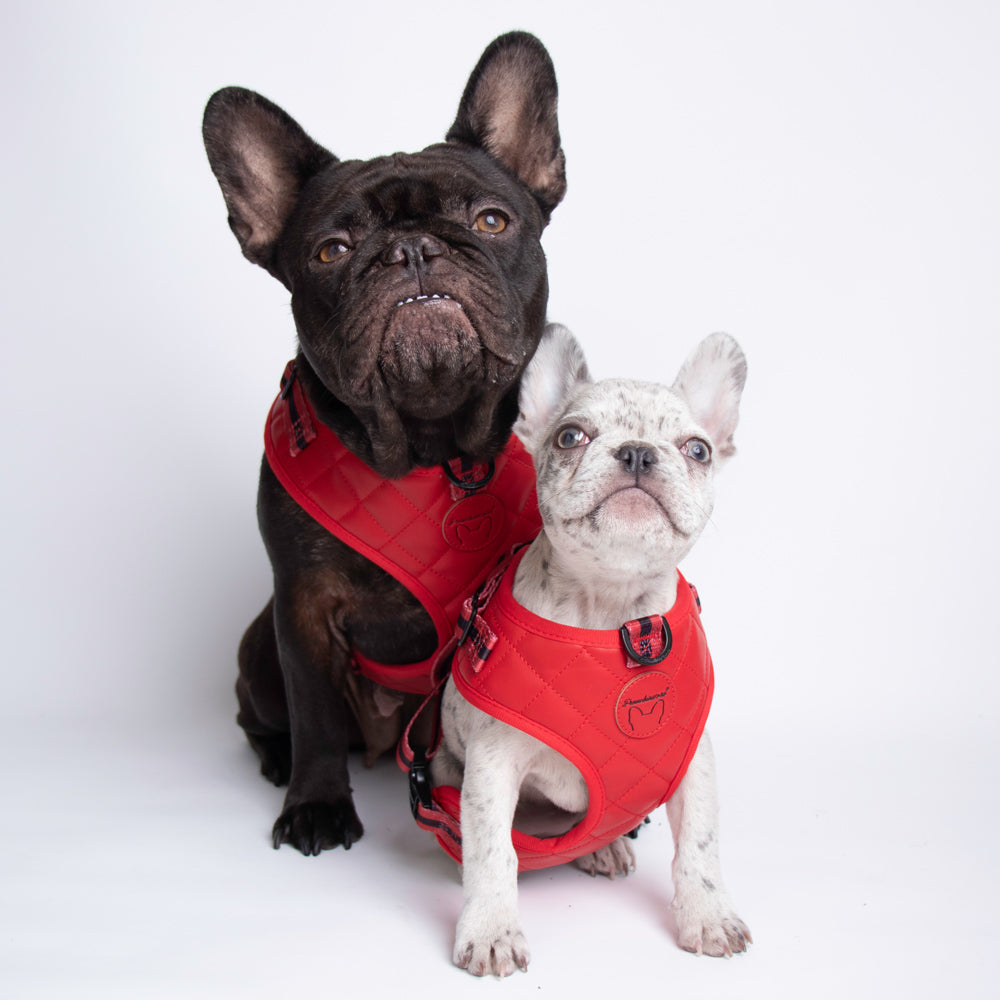 Frenchiestore Neck Adjustable Vegan Leather Health Harness | Red Varsity, Frenchie Dog, French Bulldog pet products