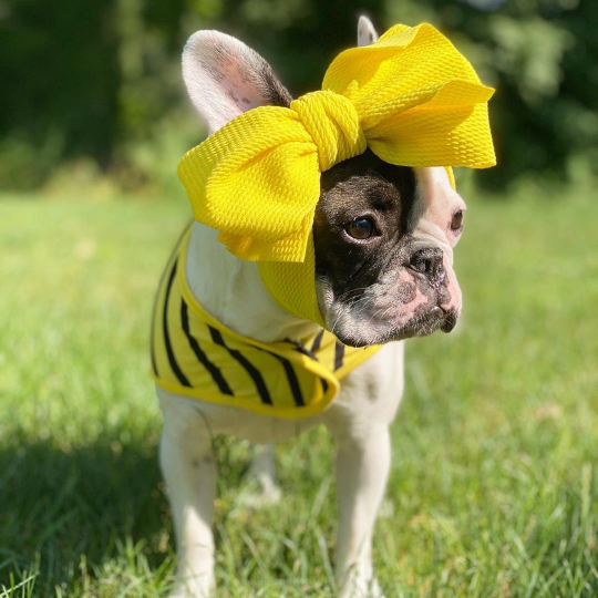 Frenchiestore Pet Head Bow | Yellow, Frenchie Dog, French Bulldog pet products