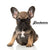All about the French Bulldog Breed