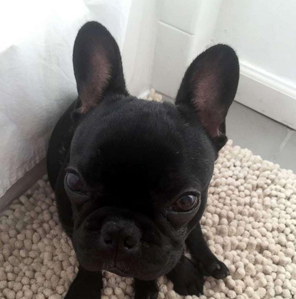 A French Bulldog dies on United Airlines flight after being forced into overhead bin