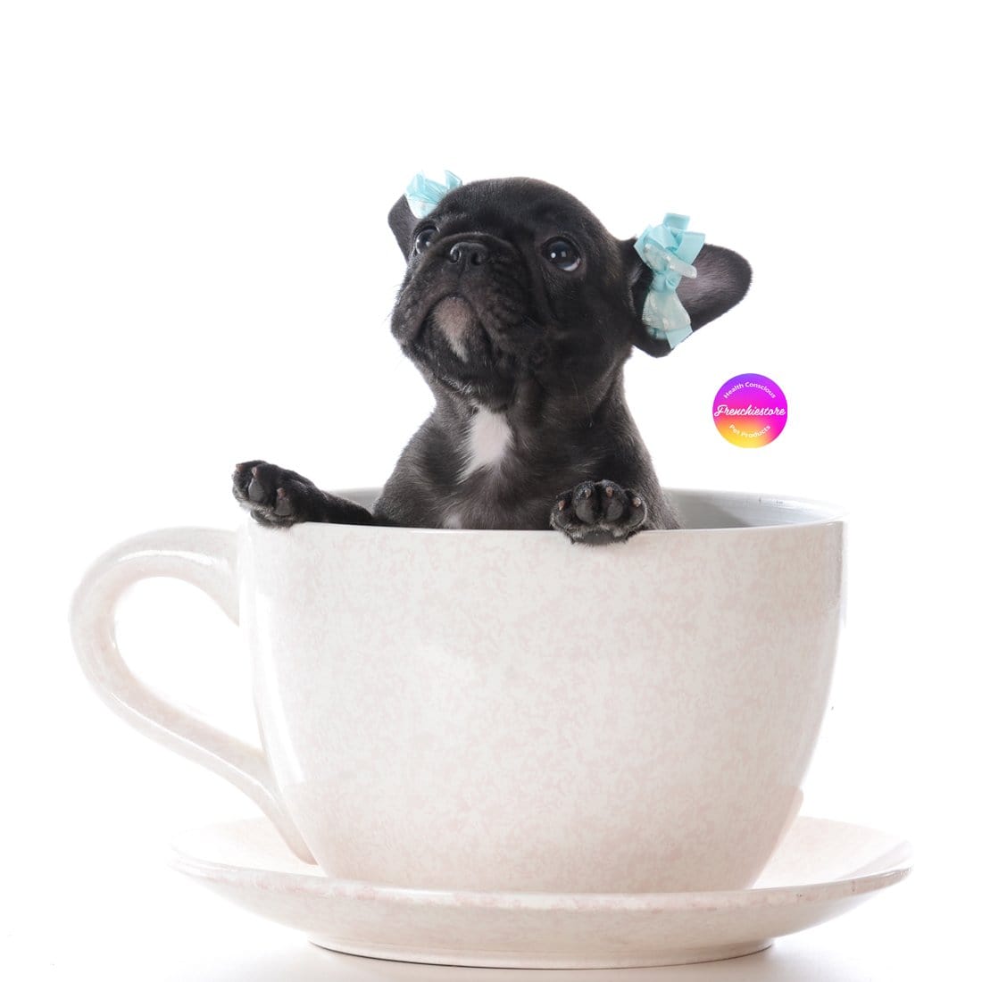 Mini / micro / teacup French Bulldog of rare colors tri lilac with tan points. Frenchie sitting in a tea cup mug