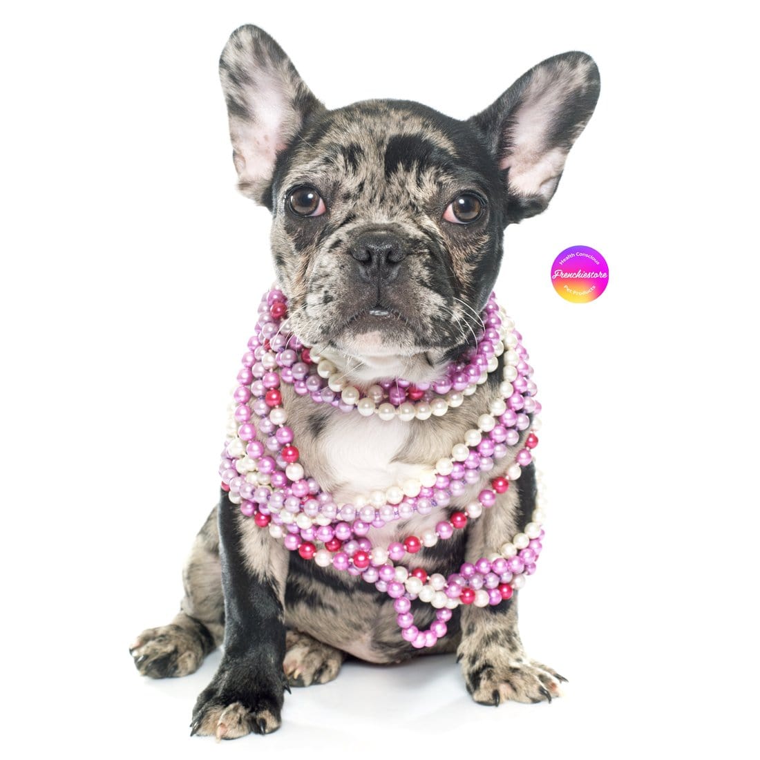 Rare color frenchie merle french bulldog