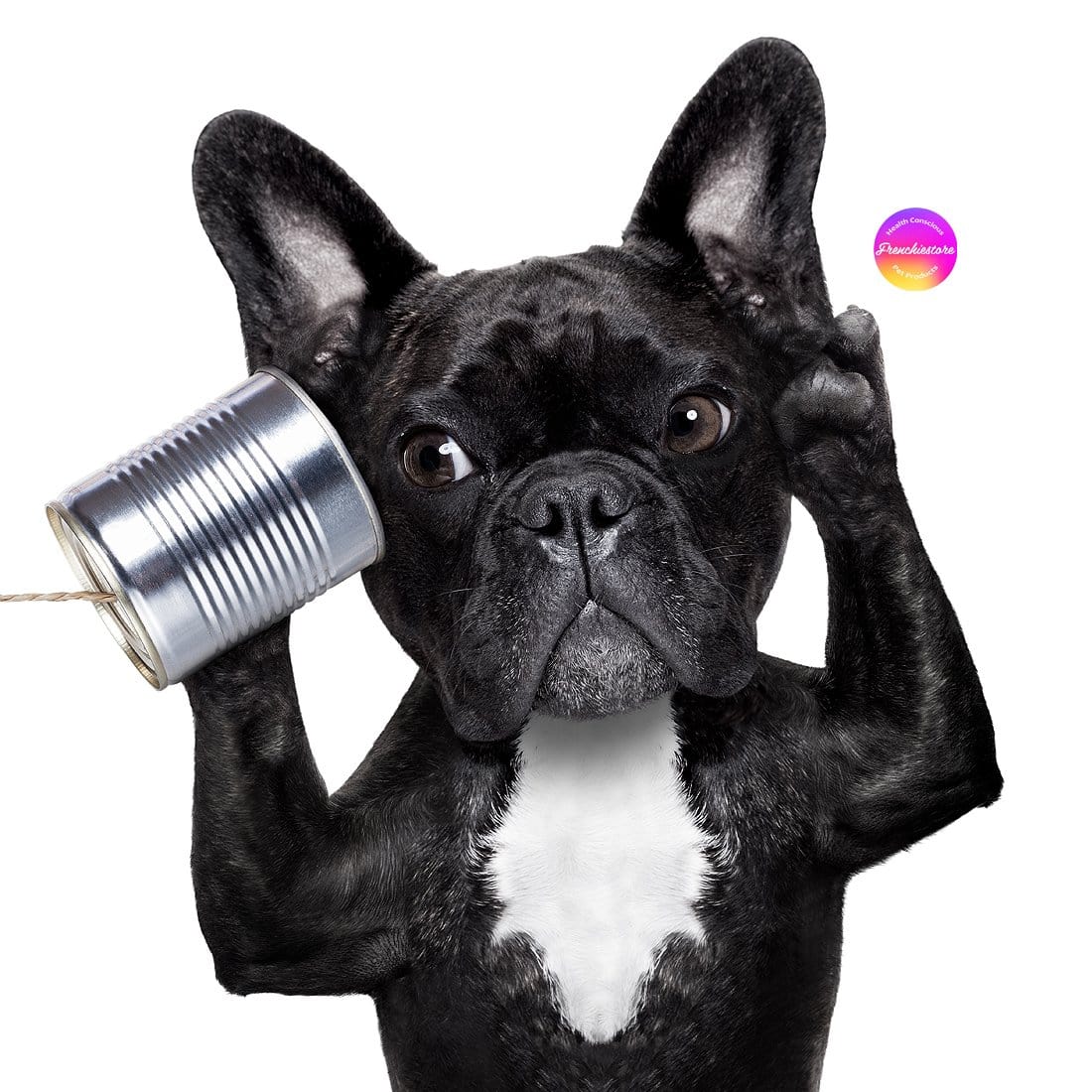 BLACK DEAF FRENCHIE HOLDING A CAN TO HIS EAR AND TRYING TO LISTEN