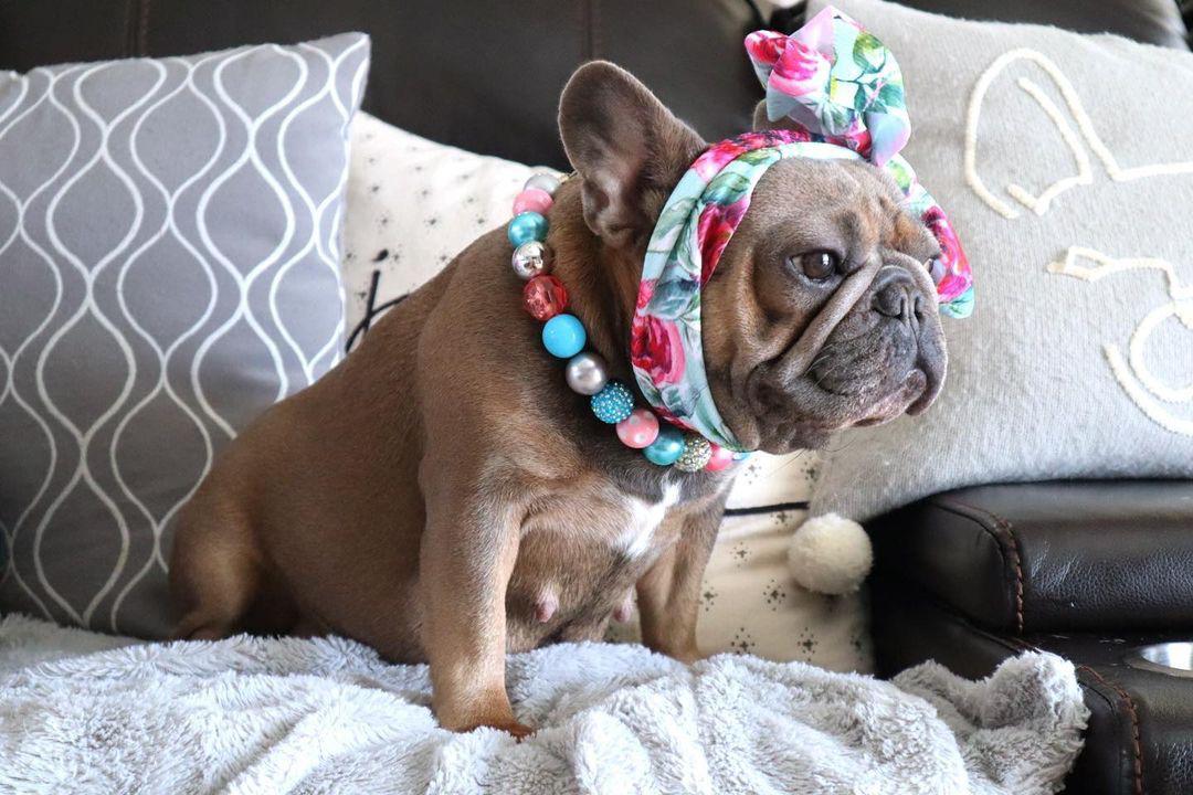How to tell if my Frenchie is Pregnant? Signs, Symptoms, and Care