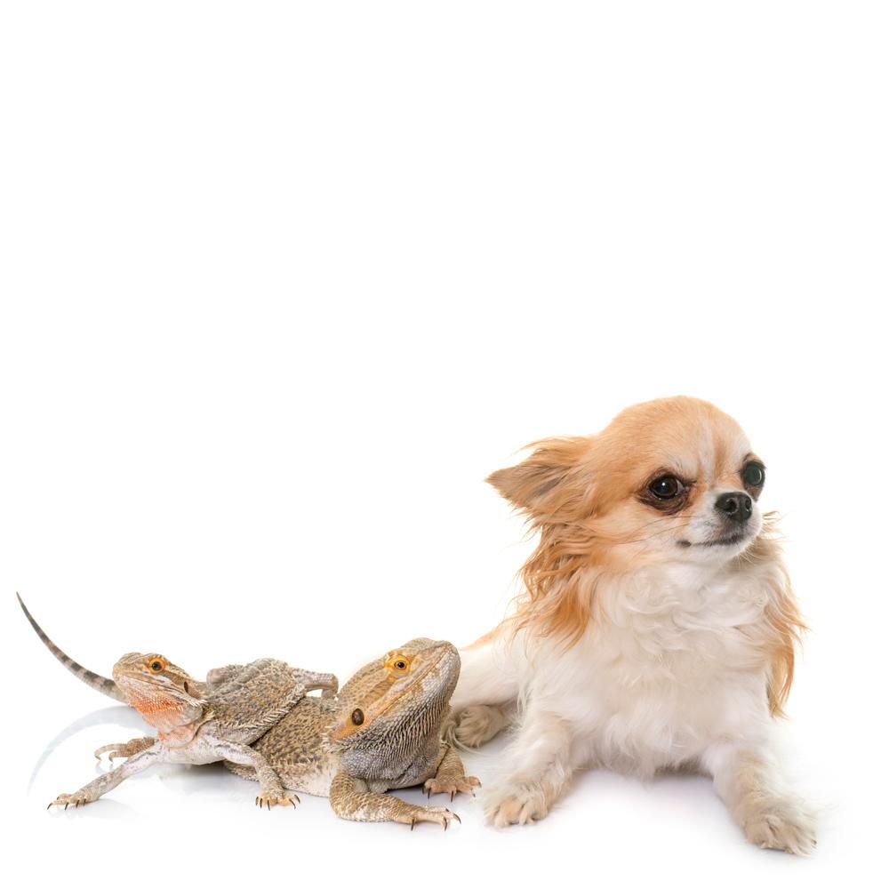 Can Dogs and Reptiles Live Together?