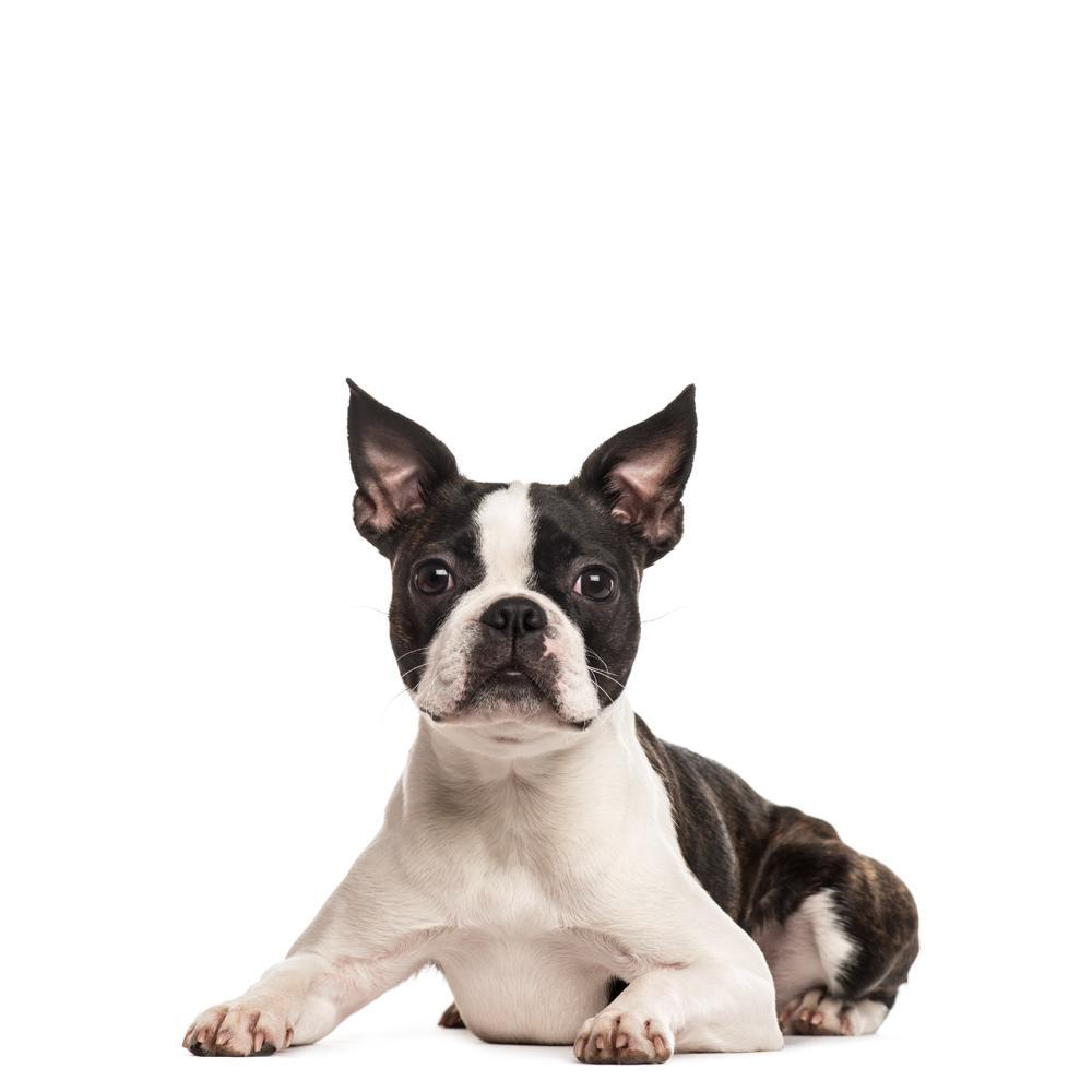 How does CBD hemp oil boost's your pet's energy?