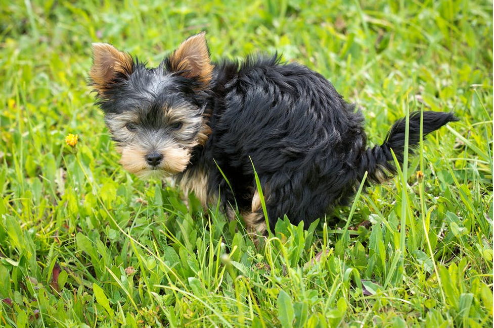 Puppy Potting Training: 3 Things You Need to Know