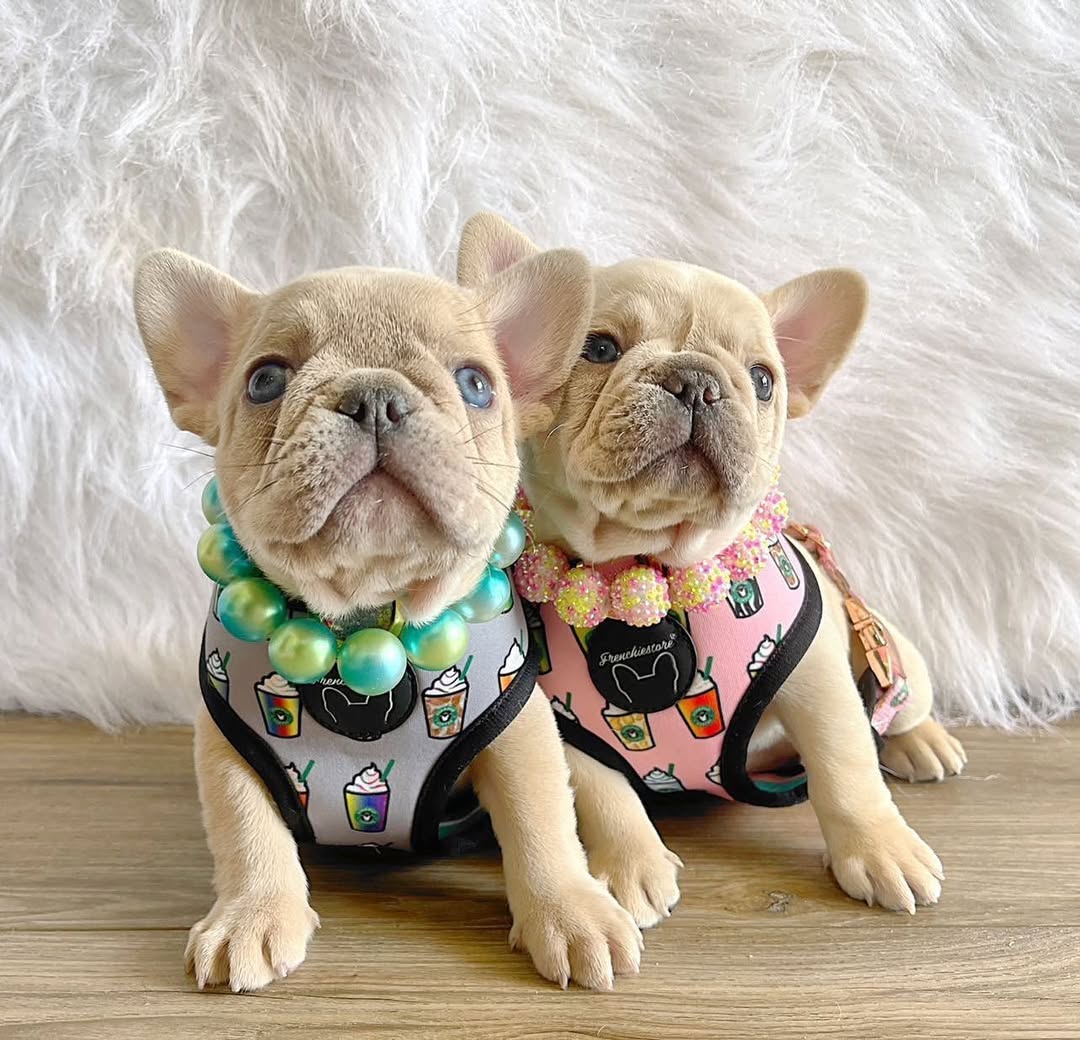 семья нудистов 78 Frenchie Blog