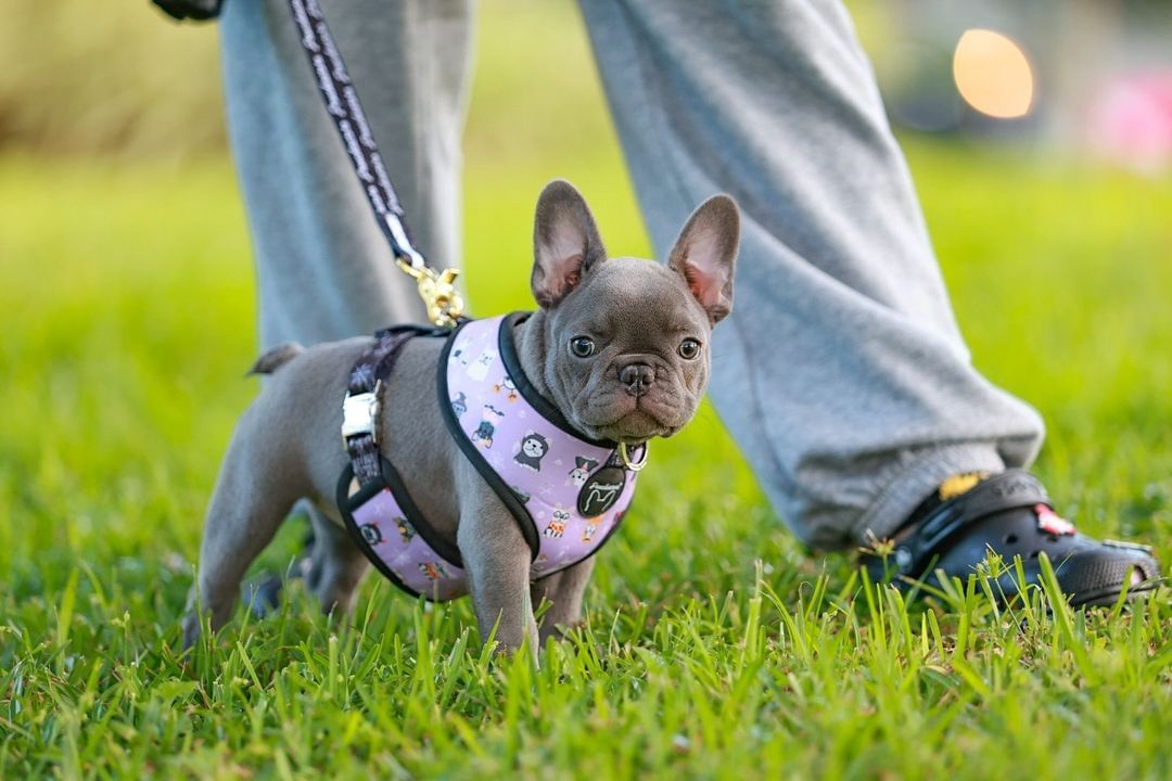 Training your French Bulldog