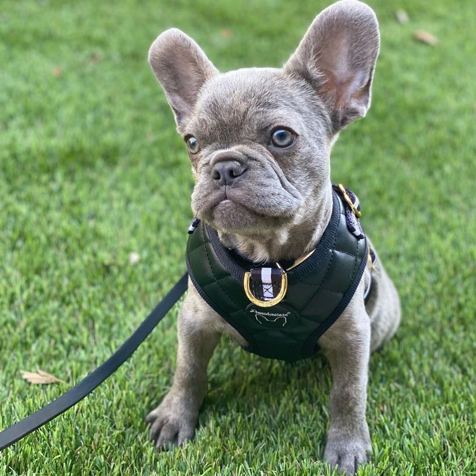 How to Clean French Bulldog Ears