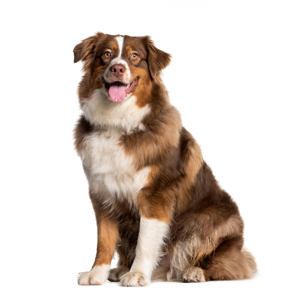 Everything you need to know about the heat cycle of an Australian Shepherd