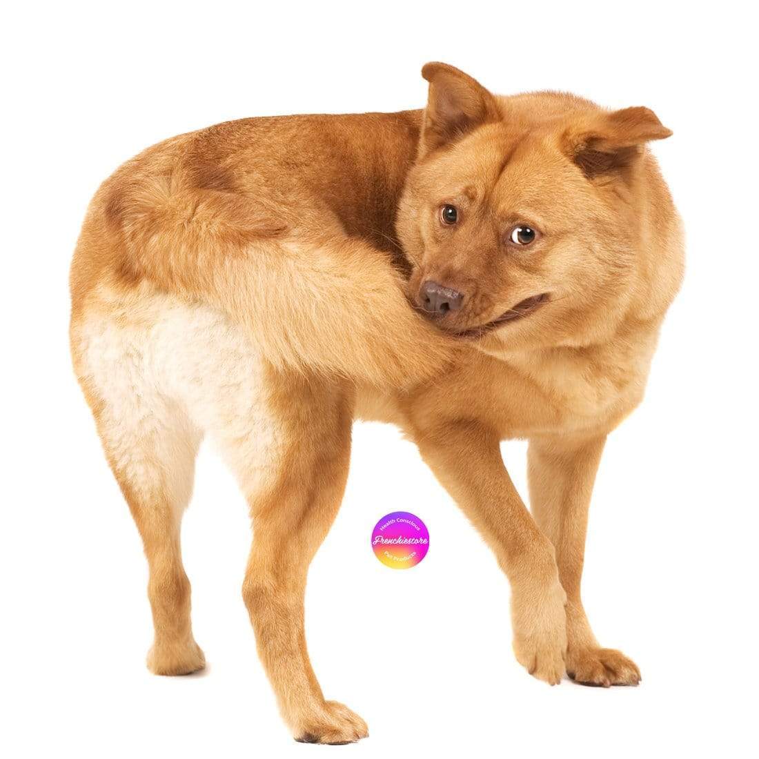 Can Dogs Have Autism?