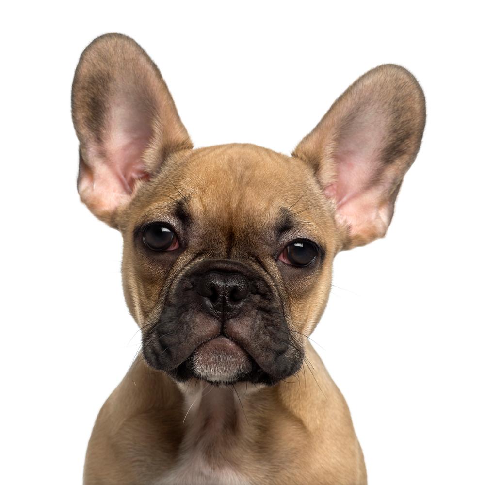 5 Facts You Need to Know About French Bulldogs
