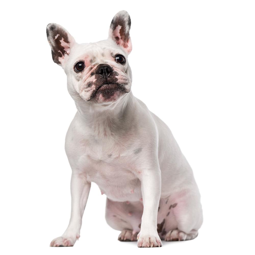 5 Things You Need To Know Before Getting a French Bulldog