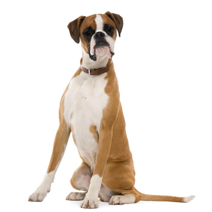 Useful Tips For Cleaning Up After Your Dog