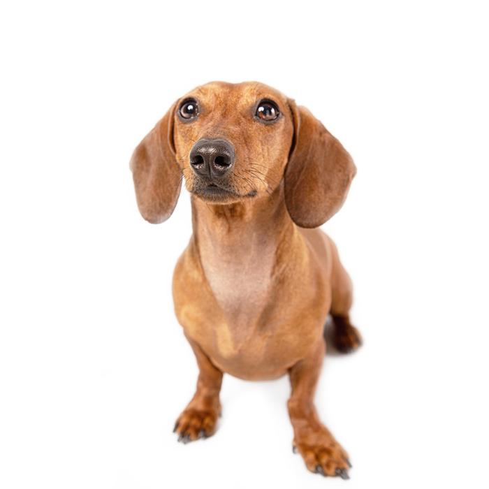 Get Your Hands on a Doggy DNA Test