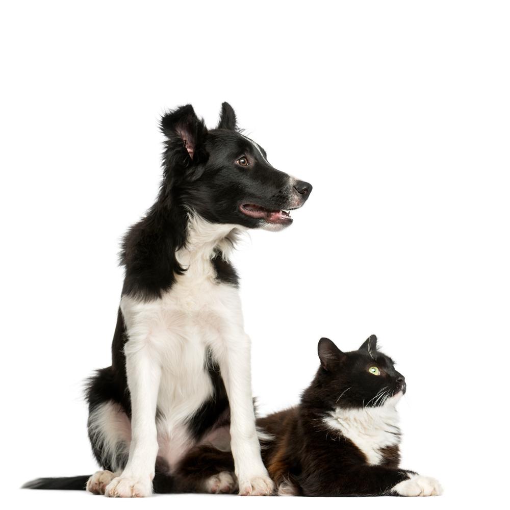 6 Items Every Pet Would Appreciate When Joining A Family