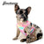 Best Harness for French bulldogs in 2021