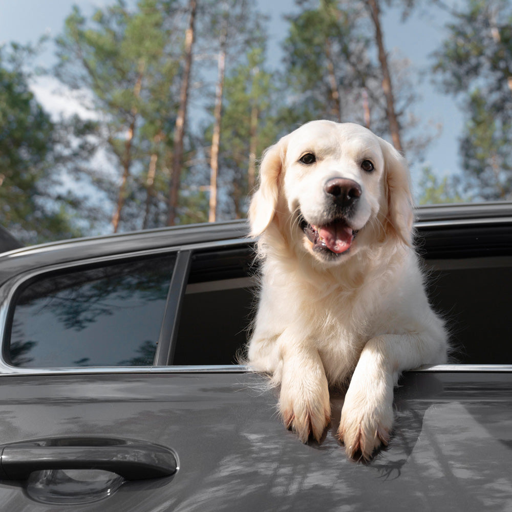 Transporting a dog in the car? (You need to know)