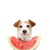 هل تستطيع الكلاب أكل البطيخ؟