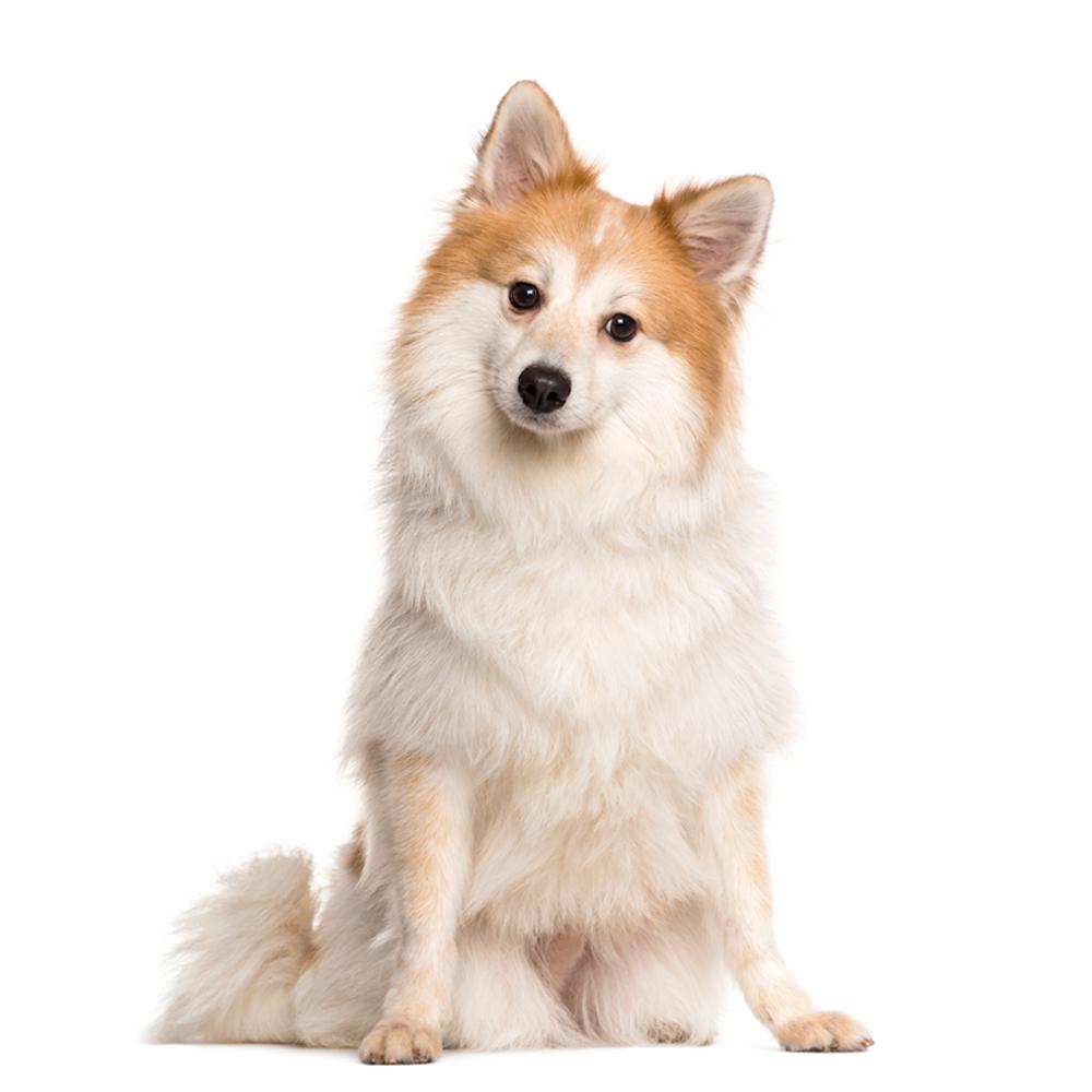 Essential Things Every Pet Owner Should Have